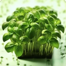 Microverdes de manjericão