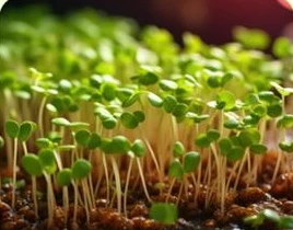 Microverdes crescendo