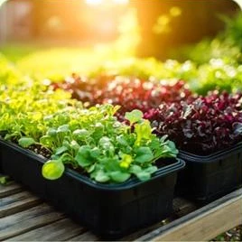 Bandejas com diferentes variedades de microverdes