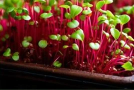 Microverdes com talos avermelhados