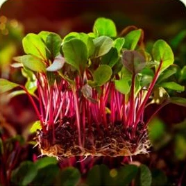Microverdes de beterraba com talos vermelhos