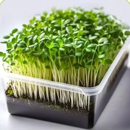 Microverdes de rúcula em uma bandeja